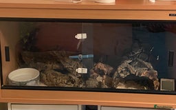 Python Snake reptiles for sale: Ball python morph - Image 9