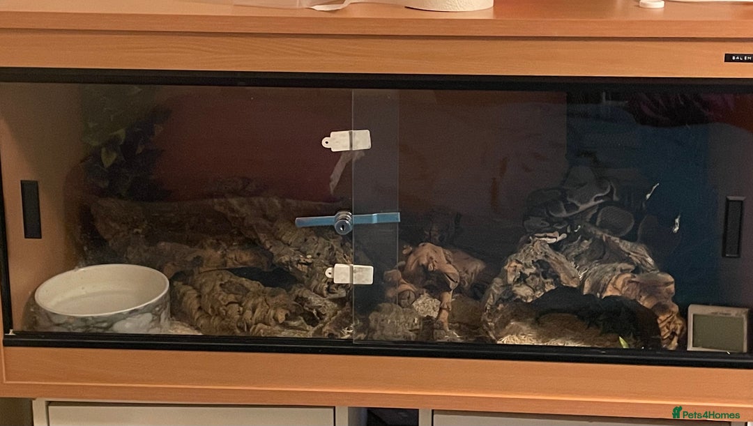Python Snake reptiles for sale: Ball python morph - Image 9