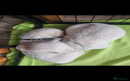 Golden Retriever dogs for sale: 🐾🐕 3 male Golden Retriever Puppies 🐶 🐕‍🦺 - Image 2