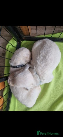 Golden Retriever dogs - Advert 1