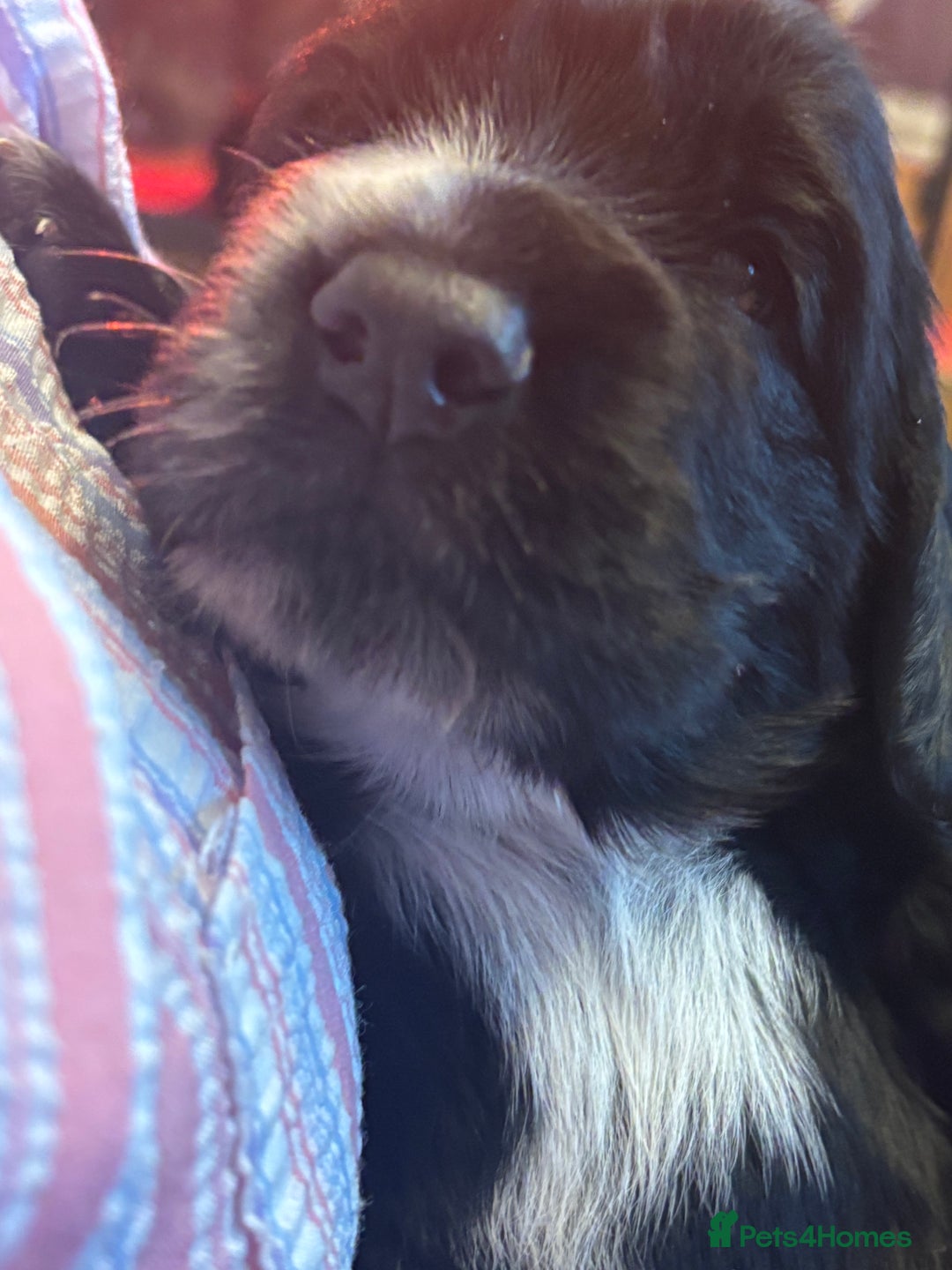 Cocker Spaniel dogs for sale: 4 cocker spaniel puppies, mum and dad family pets - Advert 23
