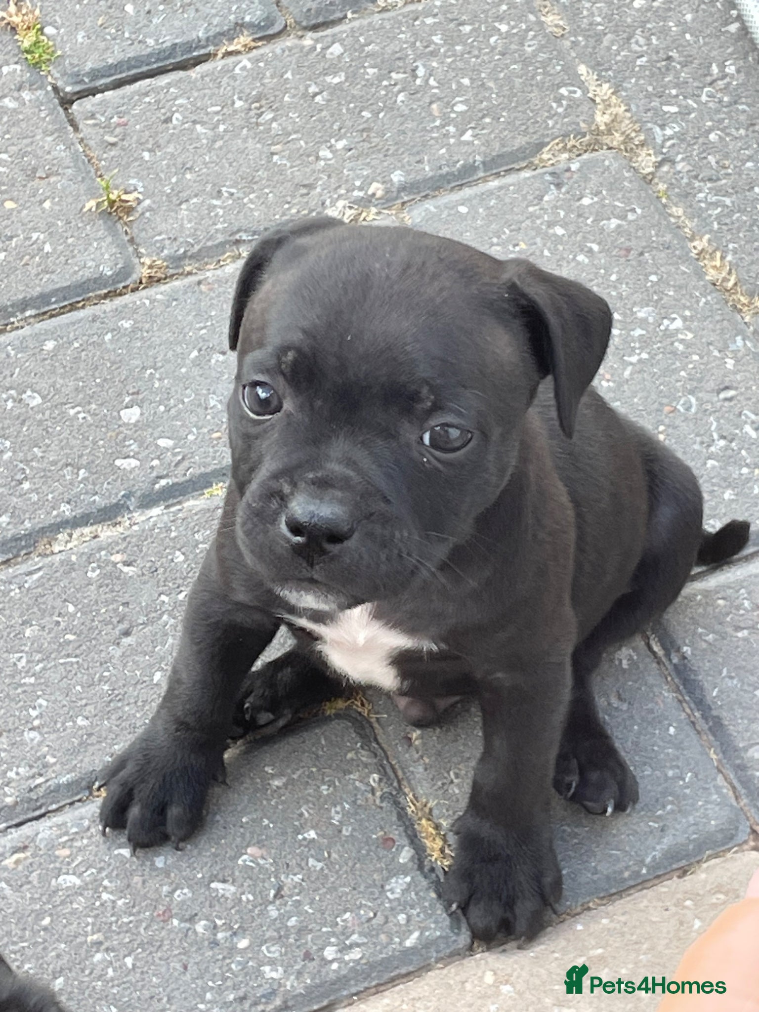 Staffordshire Bull Terrier dogs KC REGISTERED 3 BLACK BOYS 1 GIRL - Advert 2