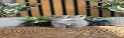 British Shorthair cats for sale: Adorable British kittens - Advert 1