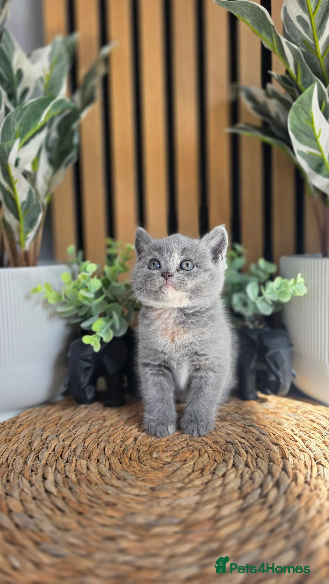 British Shorthair cats for sale: Adorable British kittens - Advert 1
