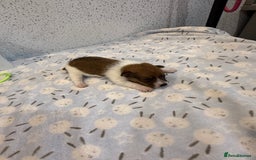 Jack Russell dogs for sale: Jack Russell puppies  - Image 6