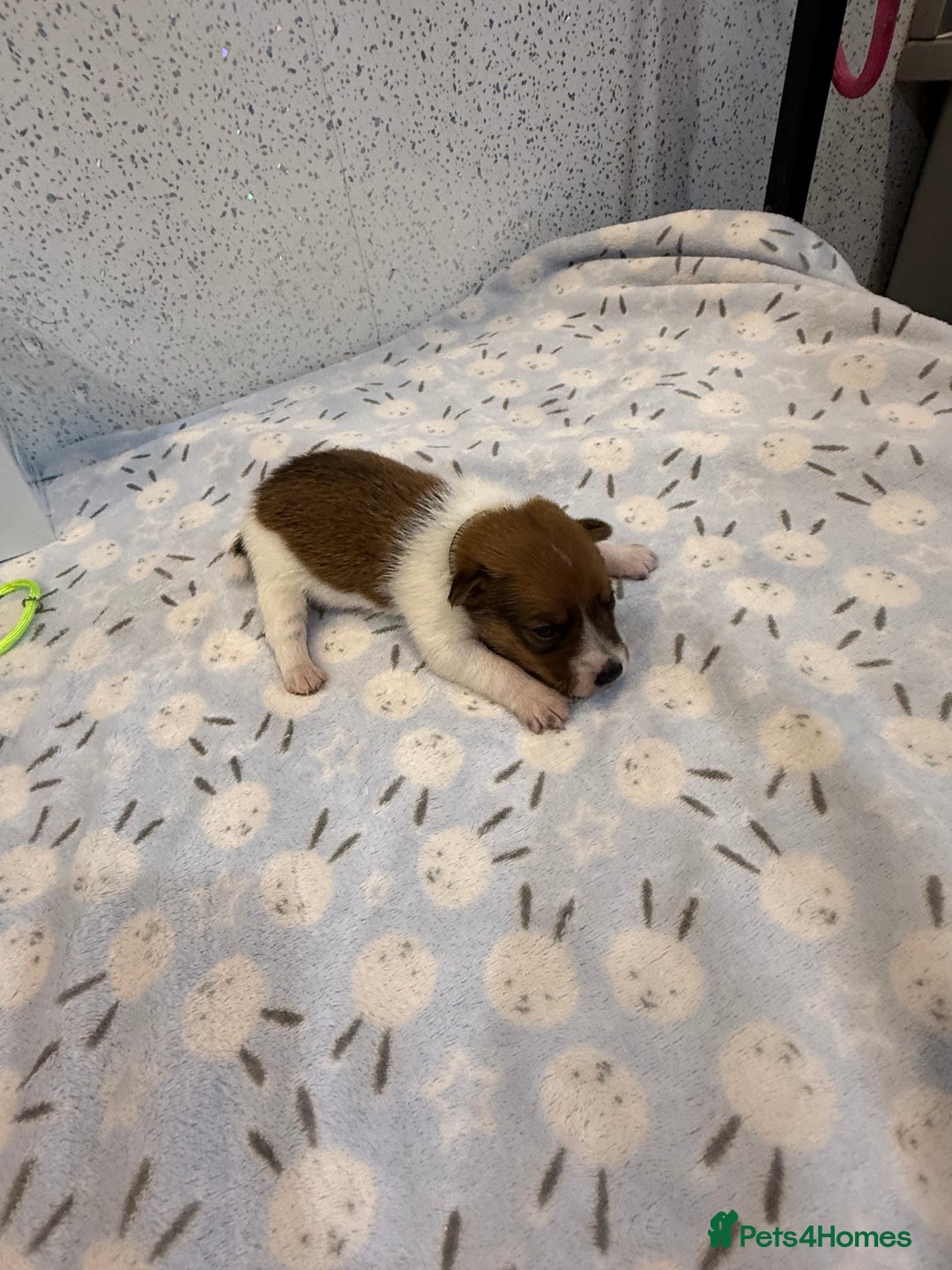 Jack Russell dogs for sale: Jack Russell puppies  - Image 6