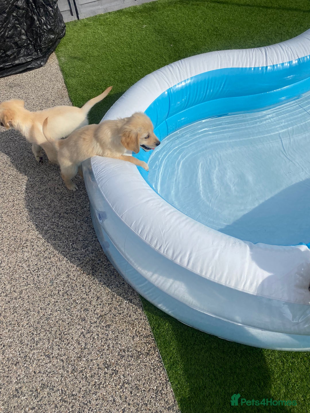 Golden Retriever dogs for sale: Beautiful KC reg Fluffy Golden Retriever Puppies - Image 23