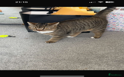 British Shorthair cats for sale: Free British short hair mix cat - Image 4