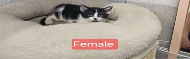 Mixed Breed 3
