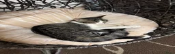 American Shorthair cats for sale: MIXED FEMALE GREY AND WHITE CAT FOR SALE  - Advert 7