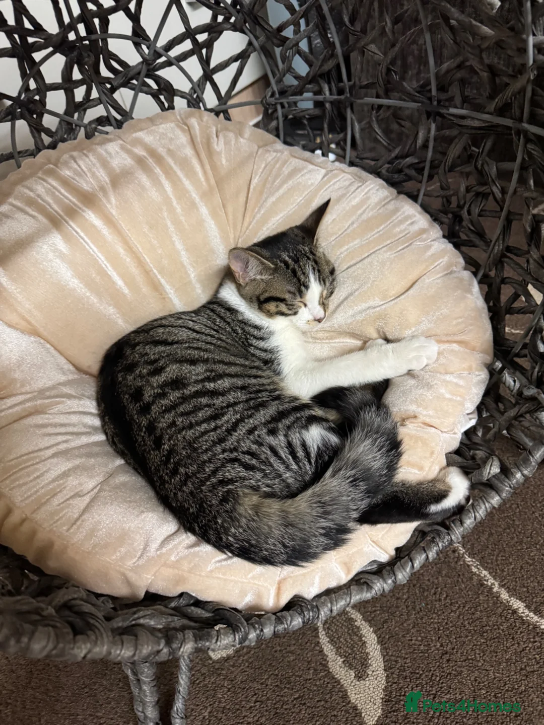 American Shorthair cats for sale: MIXED FEMALE GREY AND WHITE CAT FOR SALE  - Advert 7
