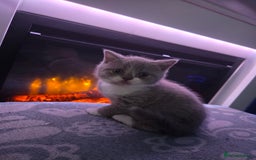 British Shorthair cats for sale: Full pedigree british short hair kittens - Image 4