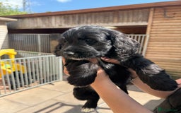 Sproodle dogs for sale: F1 Sproodles for Sale - Image 29