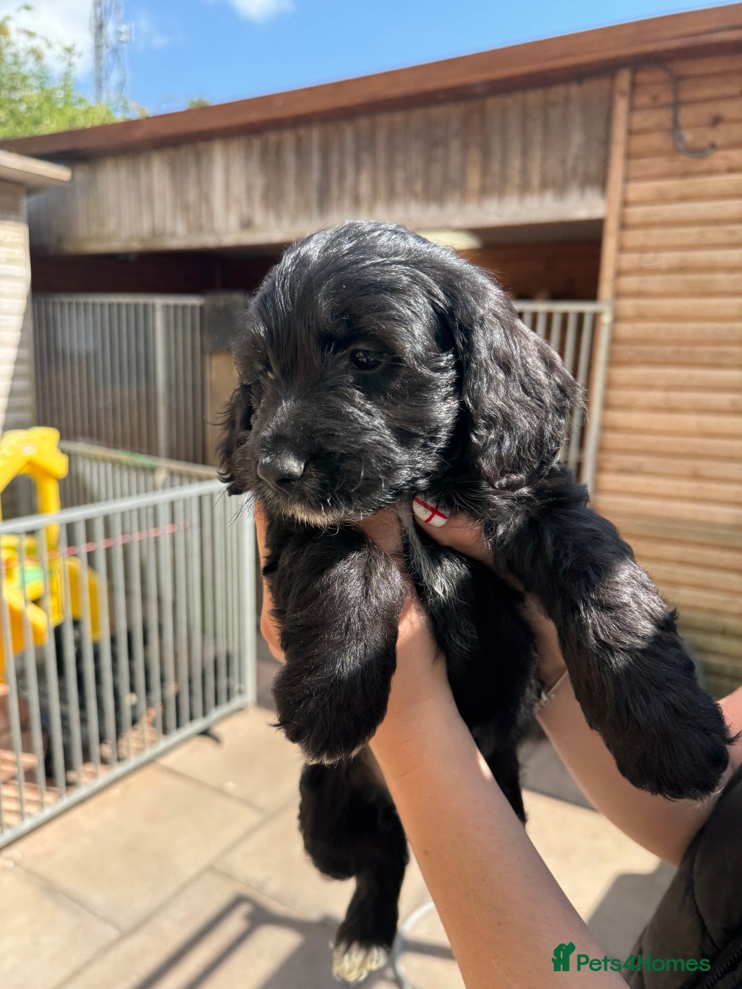 Sproodle dogs for sale: F1 Sproodles for Sale - Image 29