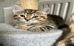 Bengal cats for sale: Bengal mix - Image 16