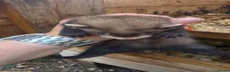 Ferret rodents for sale: Ferret kits for sale  - Advert 8