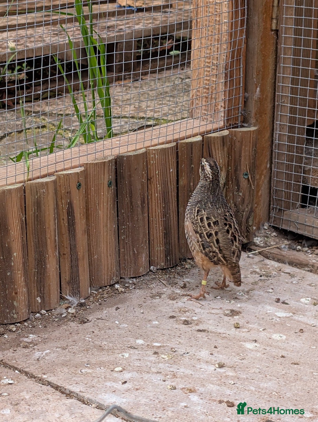 Quail poultry for sale: Jungle bush quail 3 x male - Image 3