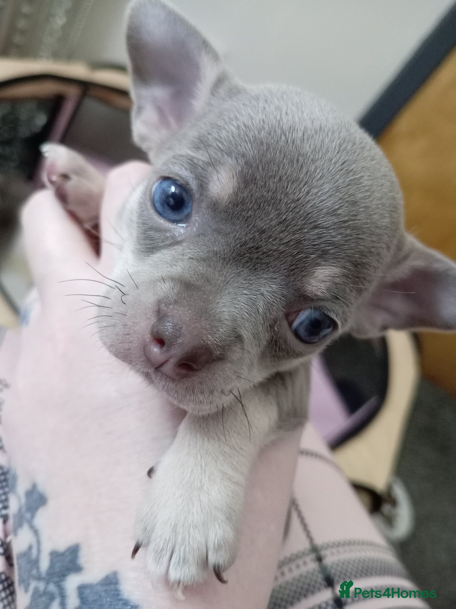 Chihuahua dogs Stunning Chihuahua puppies Blue lilac Chocolate  - Advert 3