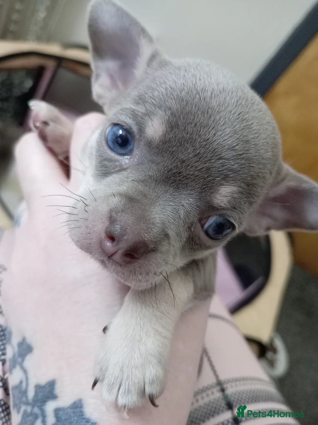 Chihuahua dogs for sale: Stunning Chihuahua puppies Blue lilac Chocolate  - Advert 1