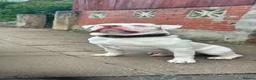 American Bulldog dogs for stud: Very handsome American bulldog for stud  - Advert 9