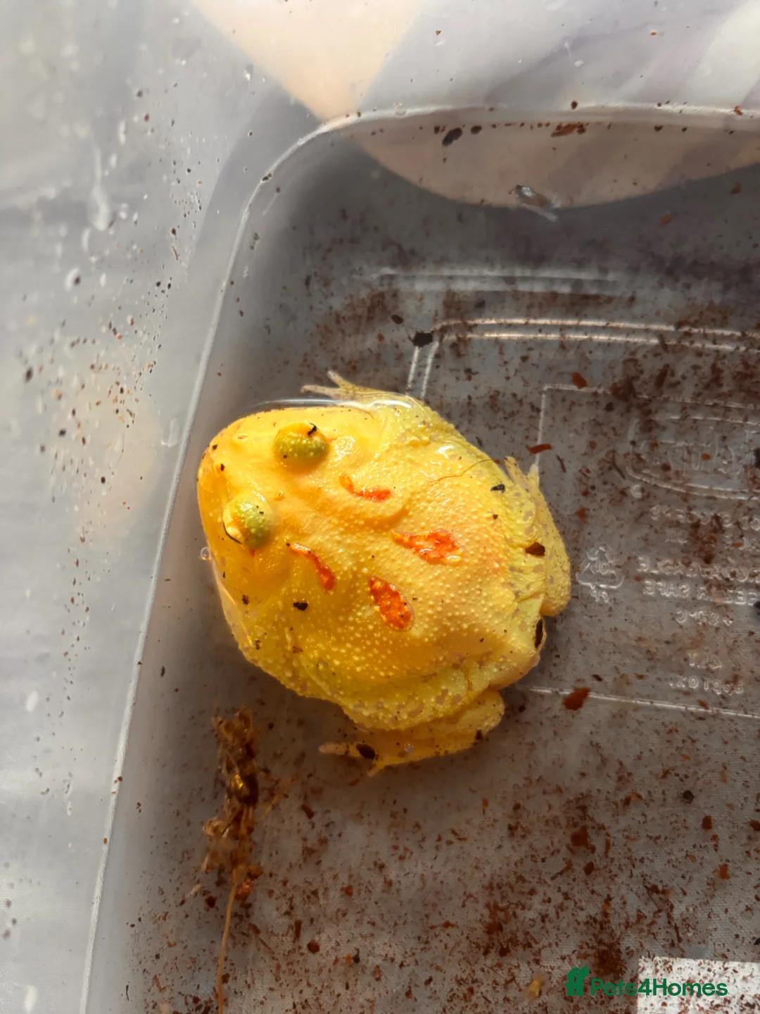 Frog reptiles for sale: 2 Pacman frogs - Advert 2