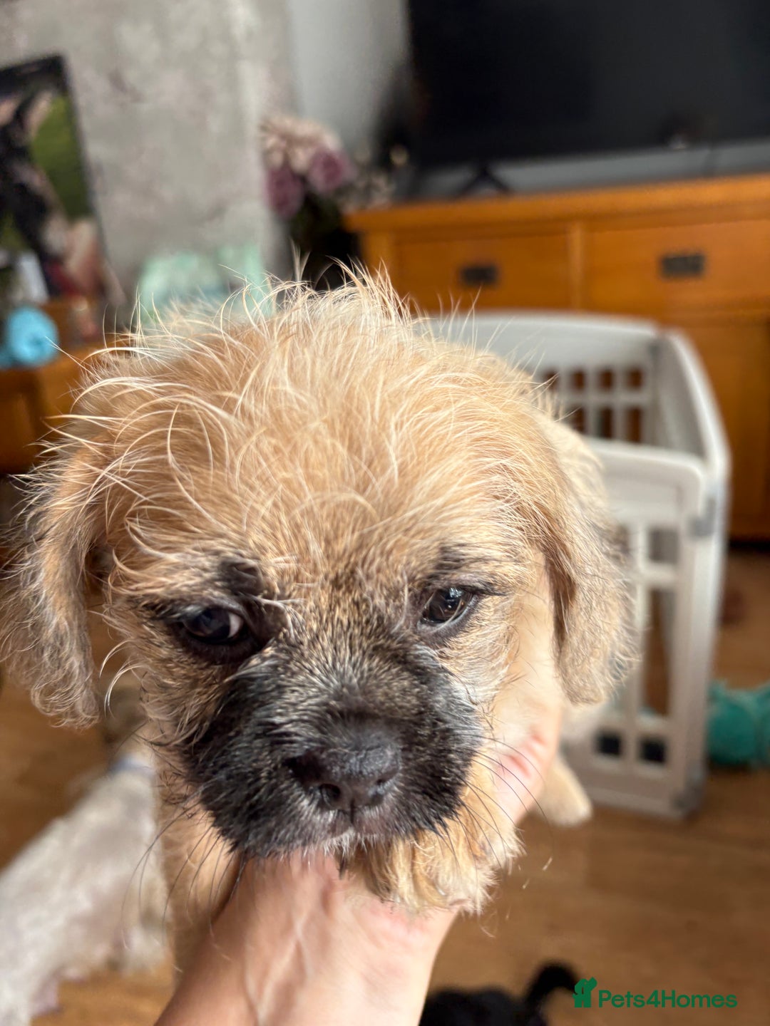 Mixed Breed dogs for sale: Beautiful Froodle pups dad pink carrier - Image 6