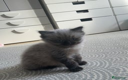Ragdoll cats for sale: Last boy available  - Image 2