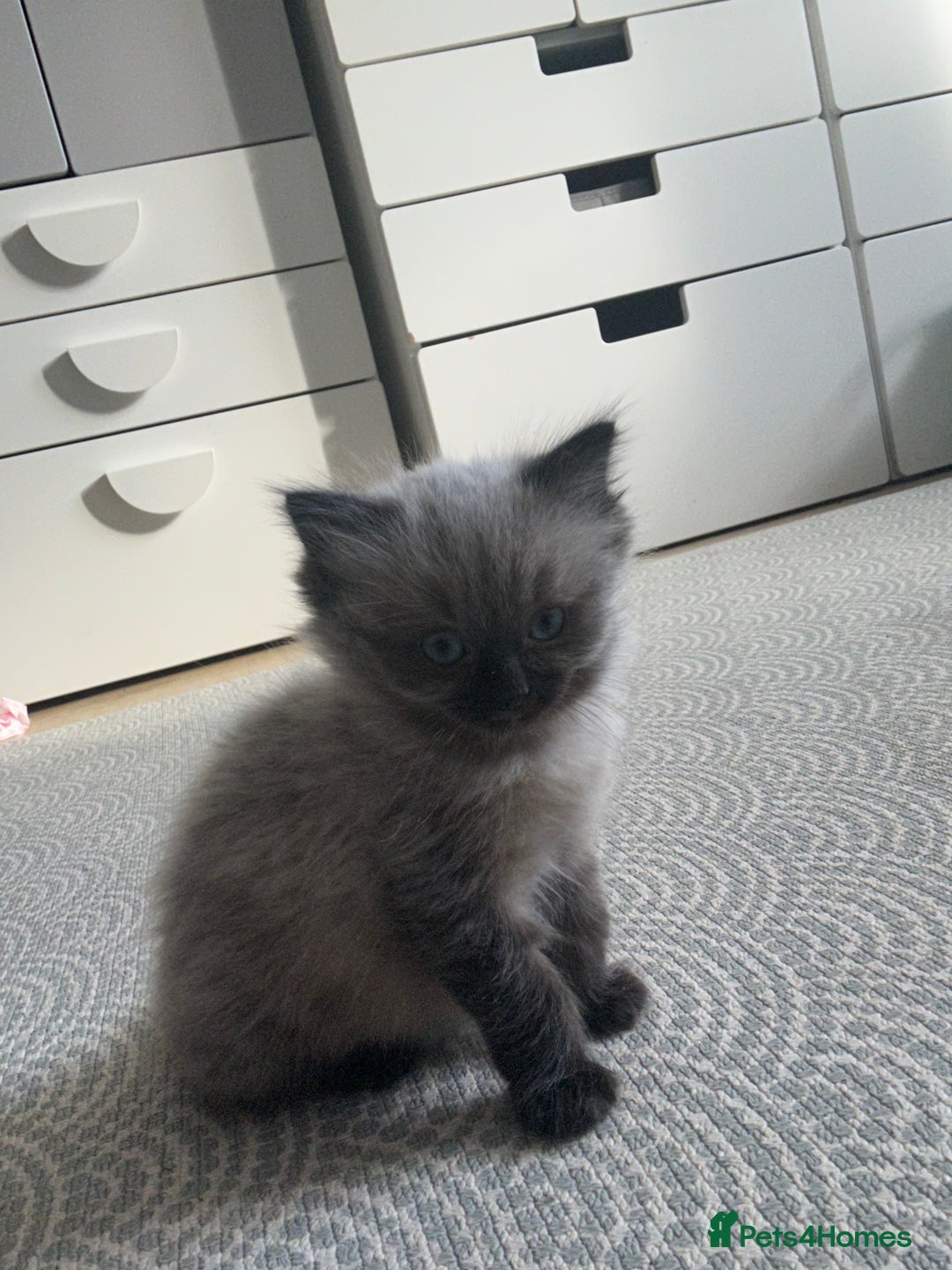 Ragdoll cats for sale: Last boy available  - Image 2