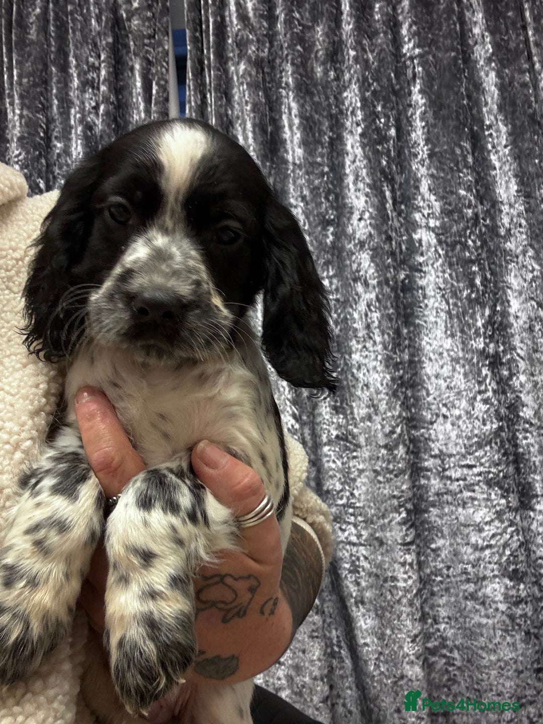 Sprocker dogs for sale: Sprocker puppy male - Advert 3