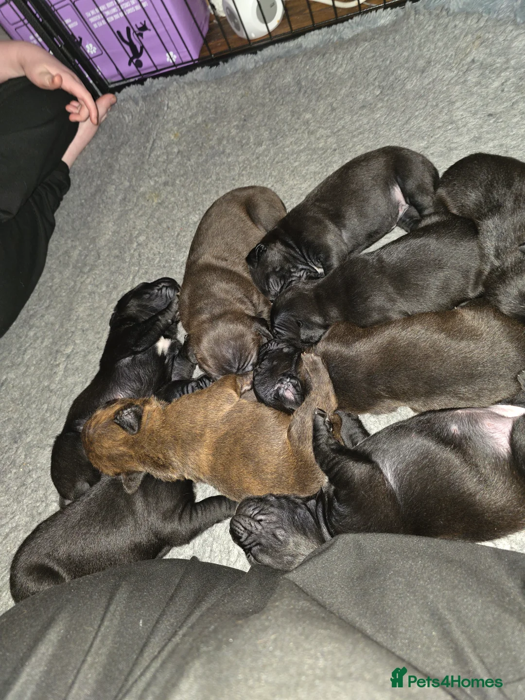 Mixed Breed dogs for sale: Staffy x cane corso in Blyth - Advert 5