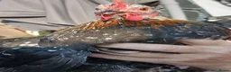 Chickens poultry for sale: Hens for sale,  read advert before contacting me - Advert 4