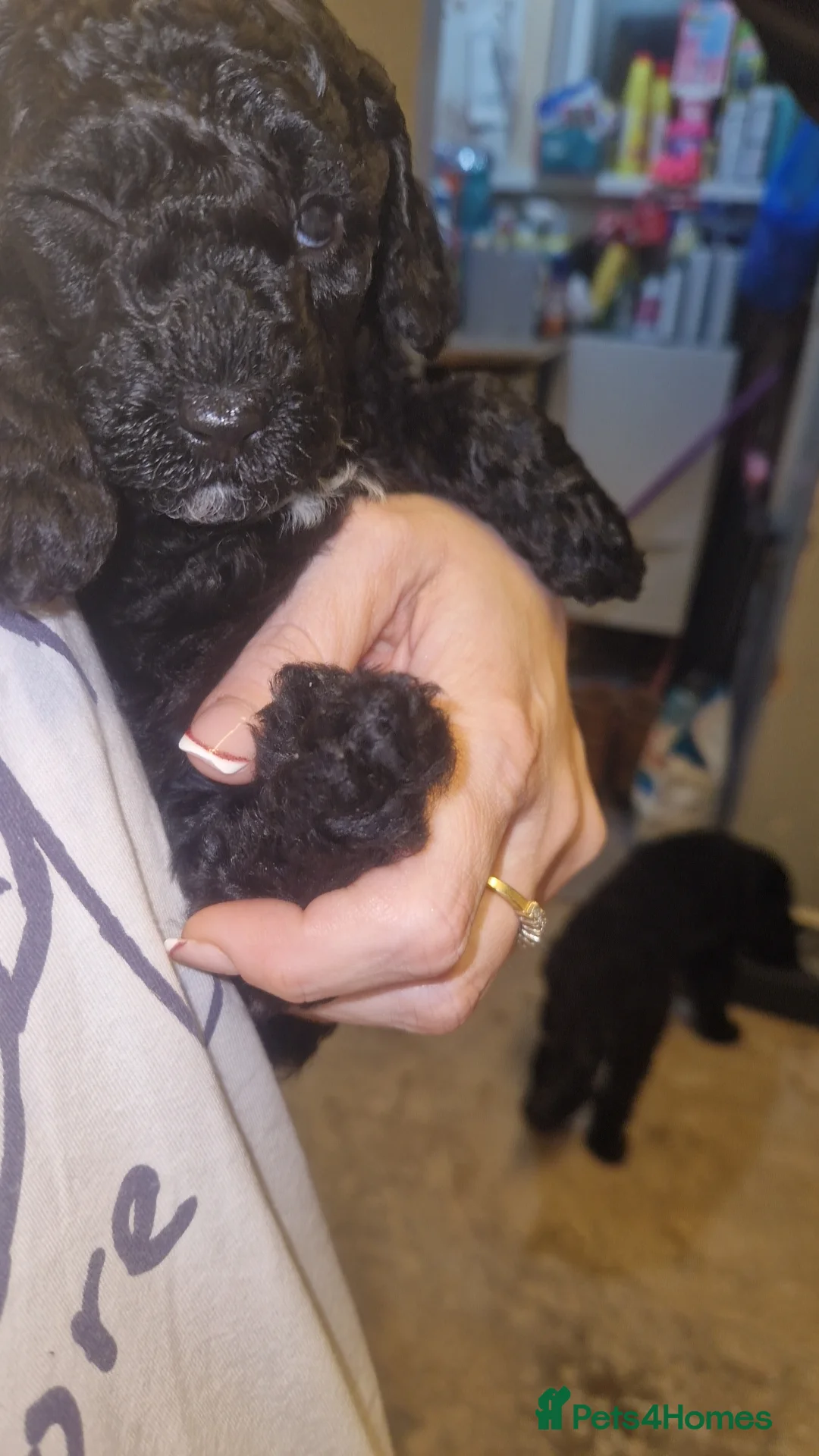 Cockapoo dogs for sale: Toy cockerpoos  - Advert 20