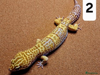 Leopard Gecko reptiles - Advert 32