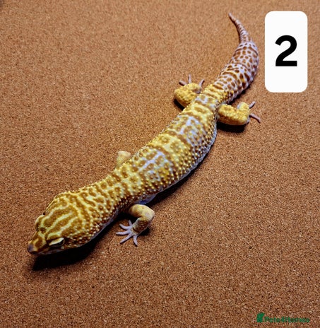 Leopard Gecko reptiles - Advert 10