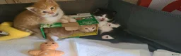 Mixed Breed cats for sale: Cutte baby cats for sale . - Advert 3