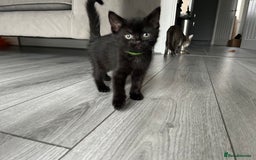 Mixed Breed cats for sale: Adorable kittens for sale  - Image 8