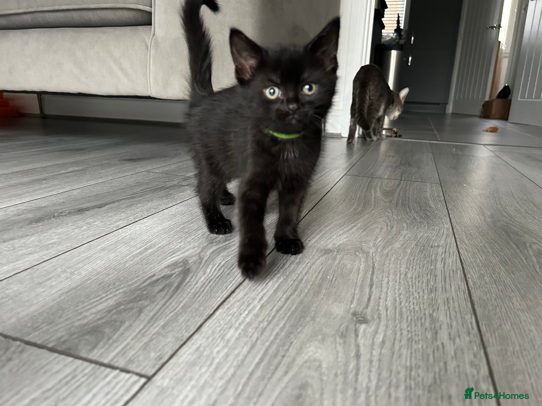 Mixed Breed cats for sale: Adorable kittens for sale  - Image 8