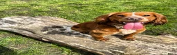 Cocker Spaniel dogs for sale: Working Cocker Spaniel Puppies  - Advert 6