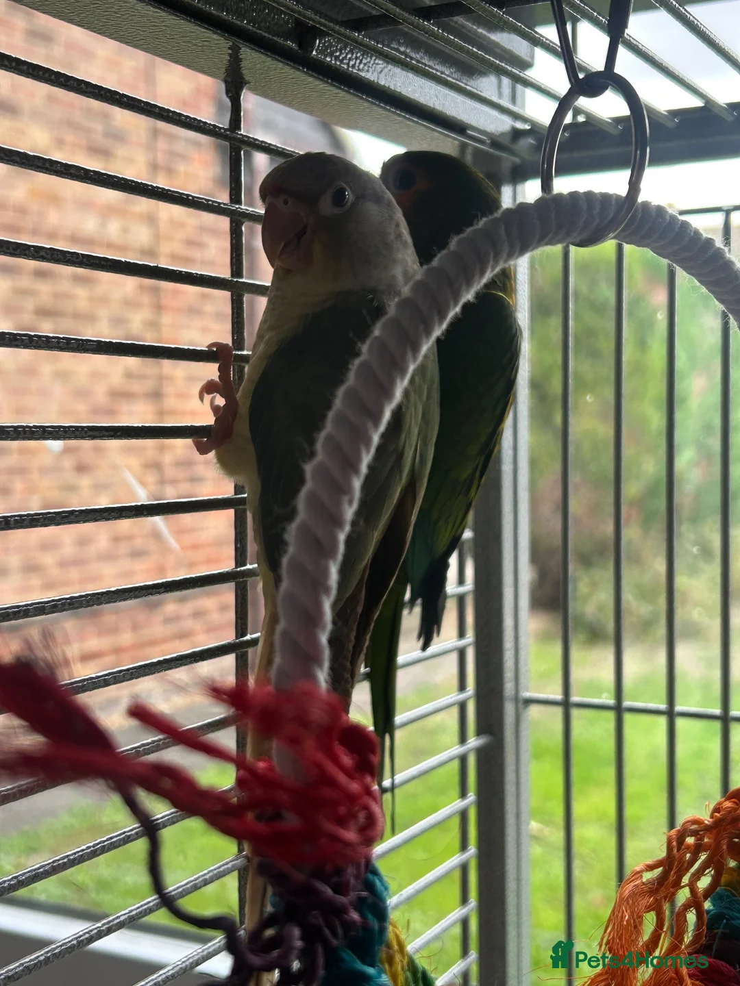 Conures birds for sale: Pair of conures in Ipswich - Advert 4