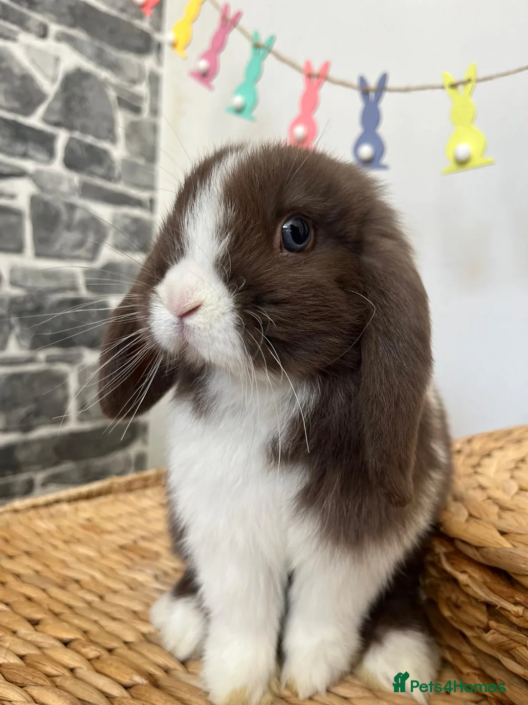 Mini Lop rabbits for sale: beautiful friendly mini lops  - Advert 9