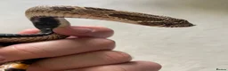 Mixed Breed reptiles for sale: Male Conda hognose - Advert 3