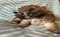 Mixed Breed dogs for sale: Beautiful Malshi-Poo Puppies (Shmoodles) ❤️ - Image 13
