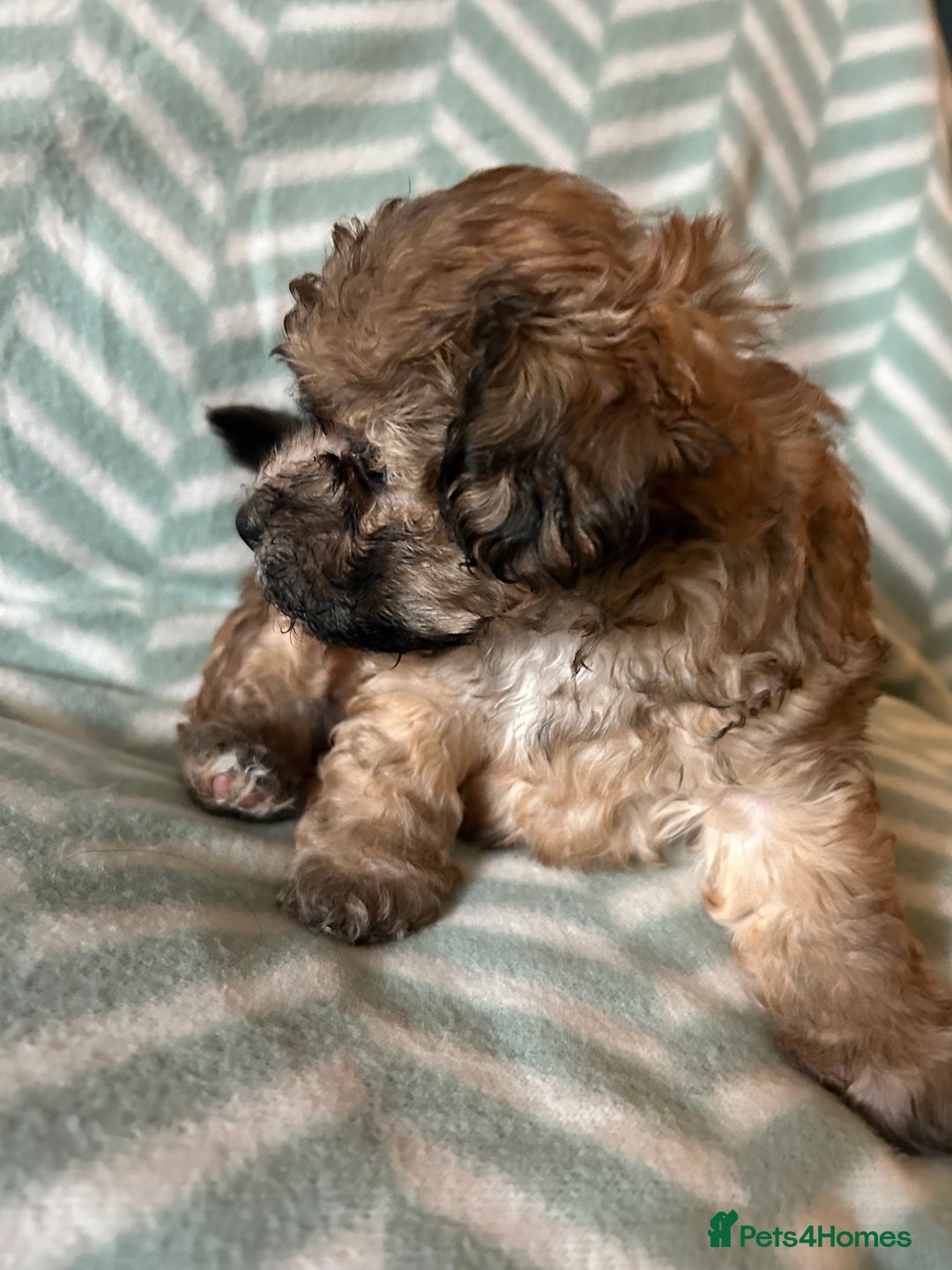 Mixed Breed dogs for sale: Beautiful Malshi-Poo Puppies (Shmoodles) ❤️ - Image 13