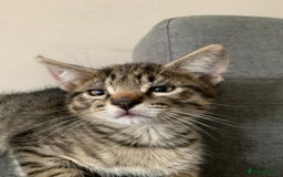 Mixed Breed cats for sale: Kitten - half Siberian READY NOW  - Image 1