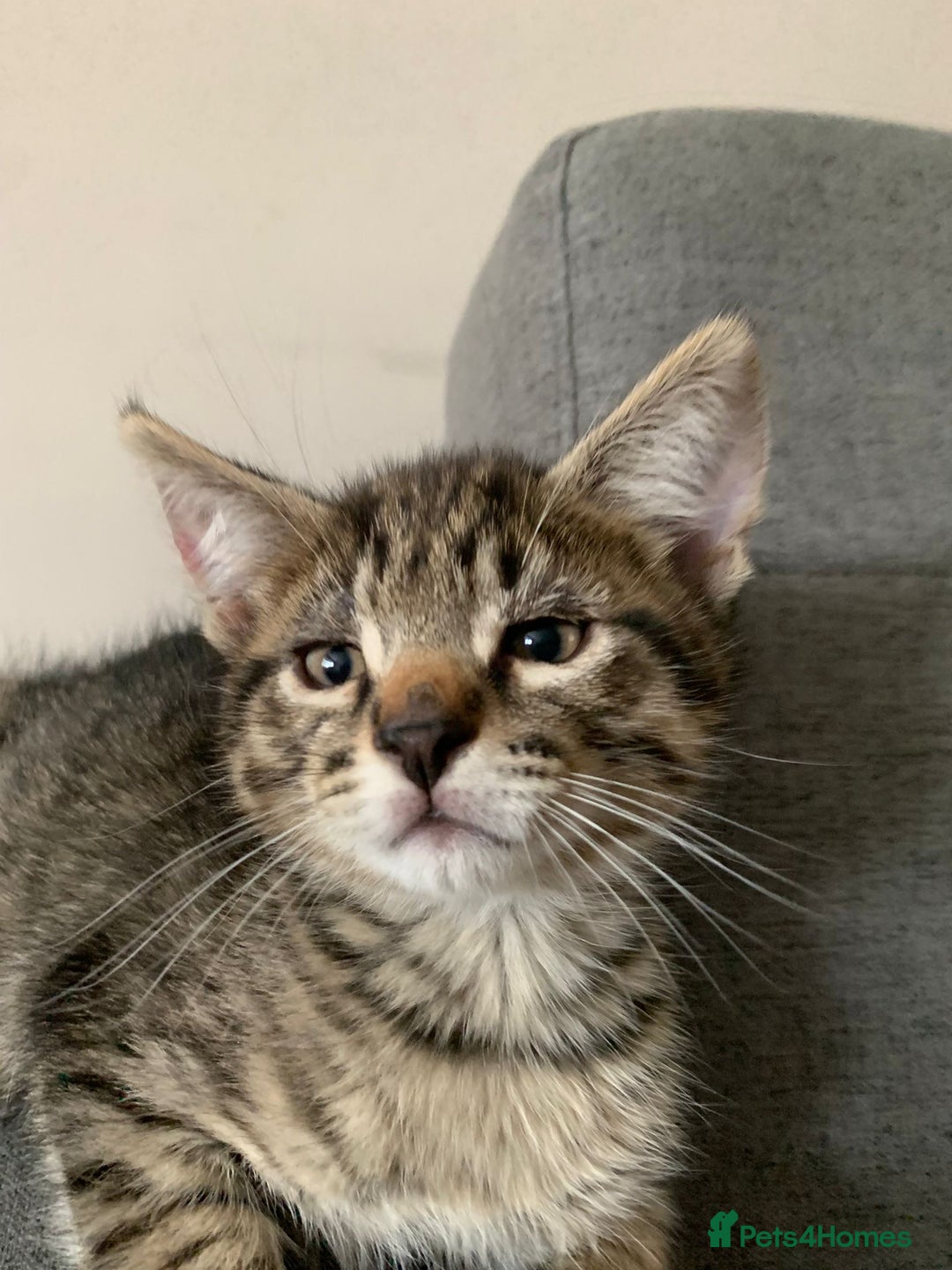 Mixed Breed cats for sale: Kitten - half Siberian READY NOW  - Image 1