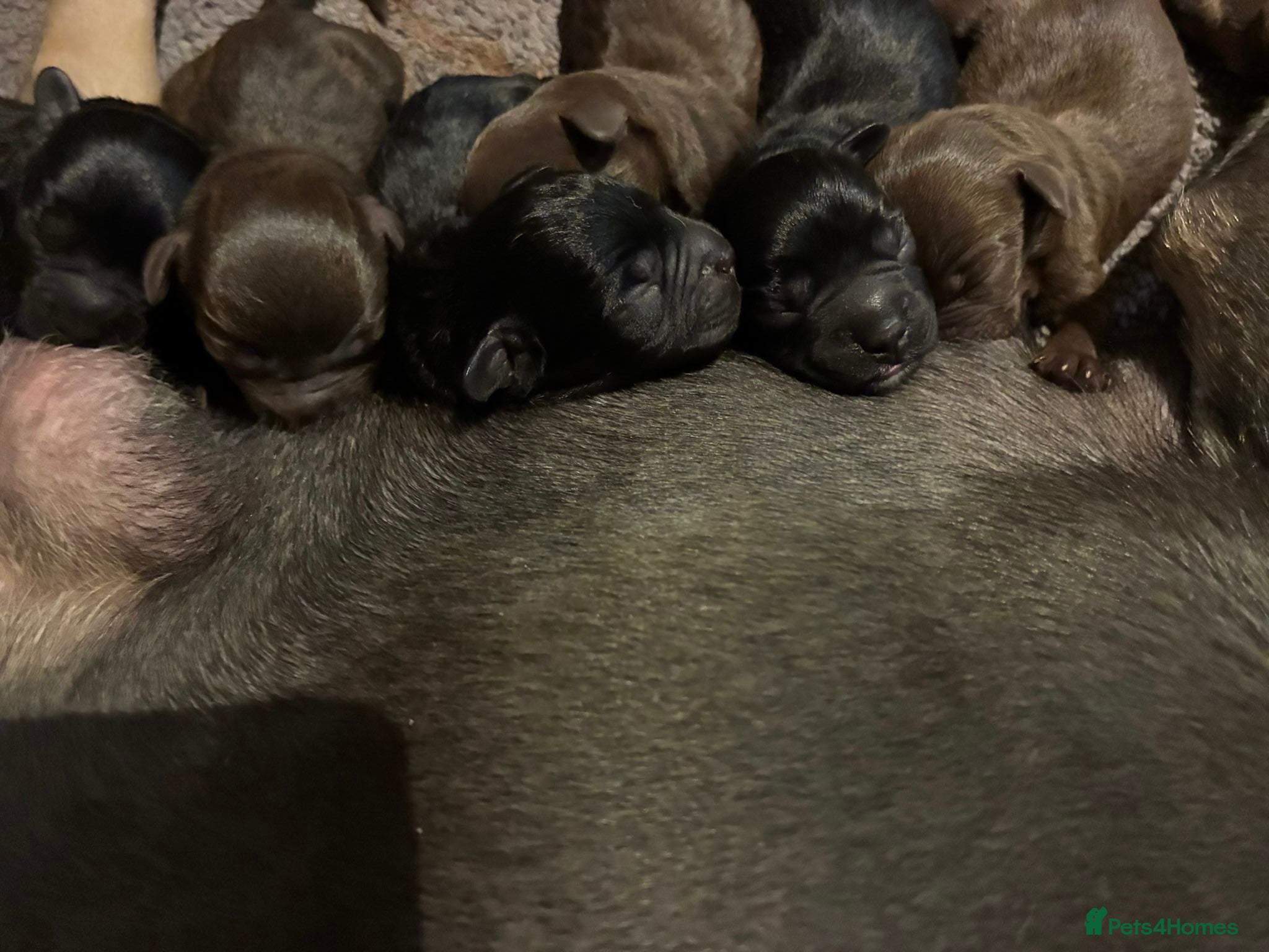 Mixed Breed dogs Frenchipoos - Advert 2