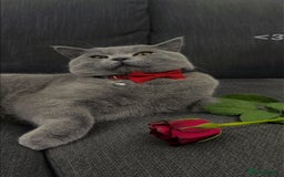 British Shorthair cats for sale: British short hair  - Image 7
