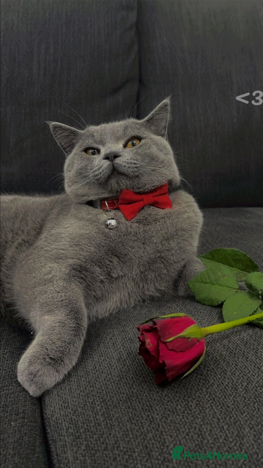 British Shorthair cats for sale: British short hair  - Image 7