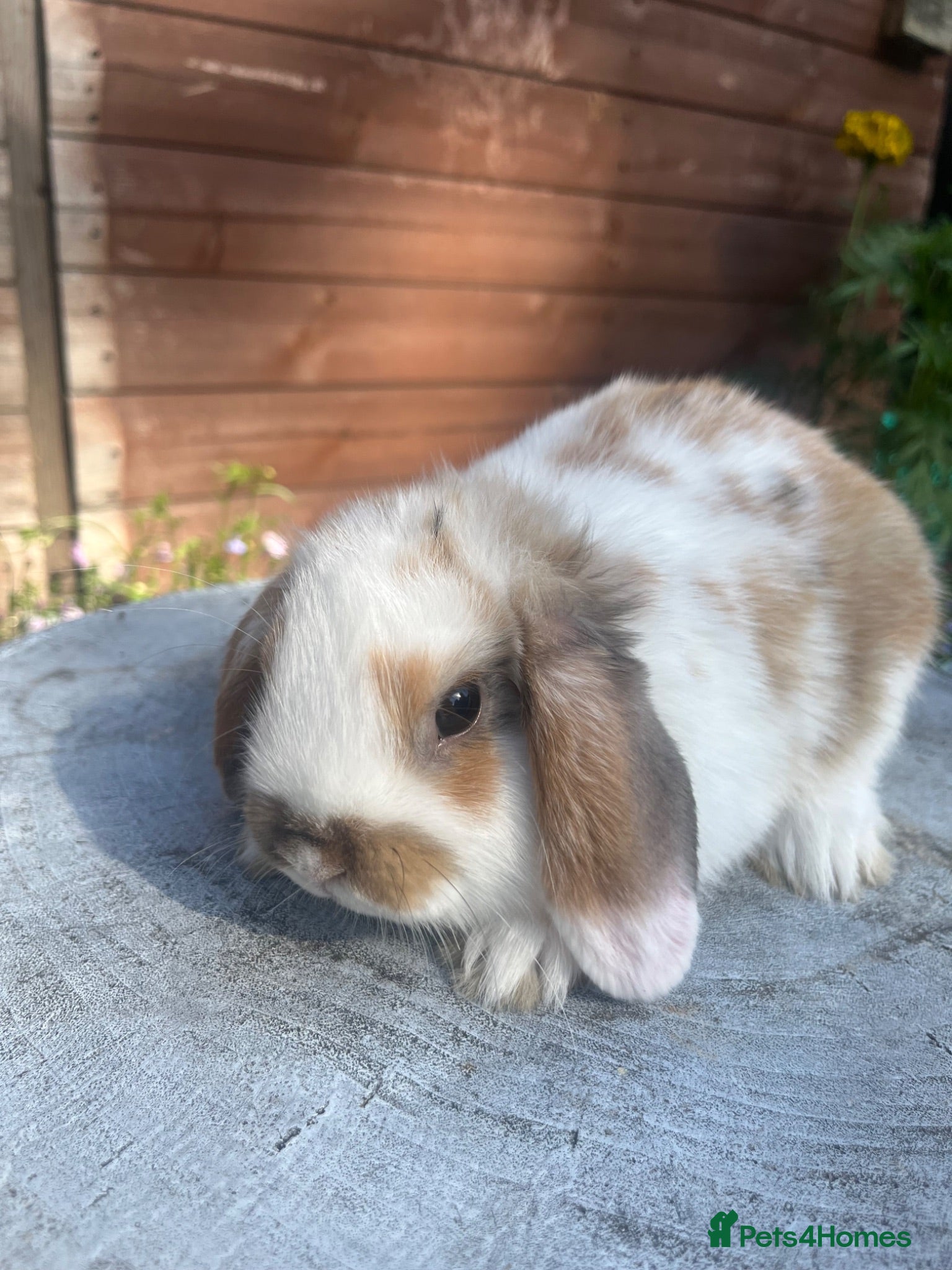 Mini Lop rabbits Gorgeous mini lops ready to go 27th June  - Advert 14