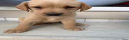 Labrador Retriever dogs for sale: 8 Labrador puppy’s for sale  - Advert 34